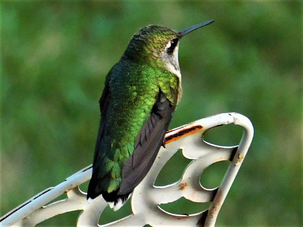 Humming bird